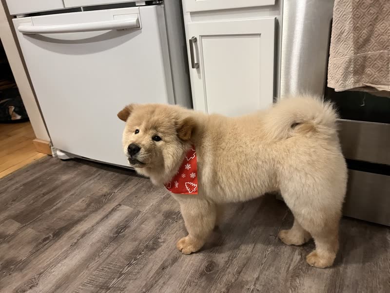 A cream fluffy dog standing in profile in a red bandana after a groom