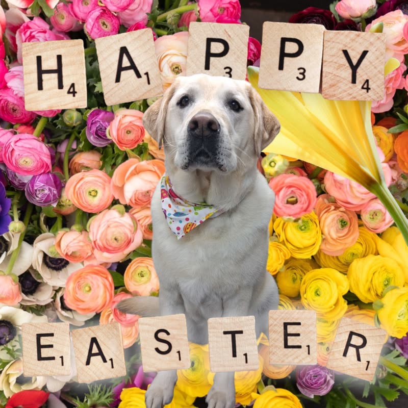 A yellow Labrador in a floral bandana posed in front of a flower wall, cropped to remove the lettered tiles