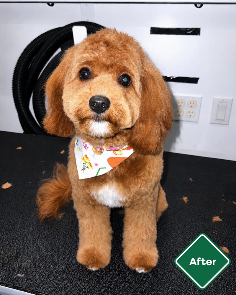 A freshly groomed apricot goldendoodle on the grooming table in a bandana, cropped to remove the burned-in words