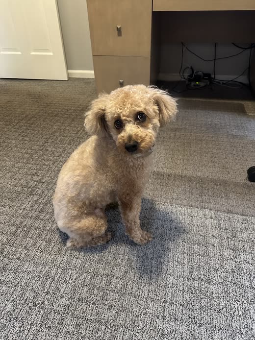 A freshly clipped apricot poodle mix sitting upright after a full haircut