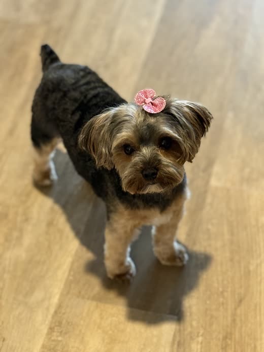 A groomed Yorkie mix with a pink bow tied into its topknot