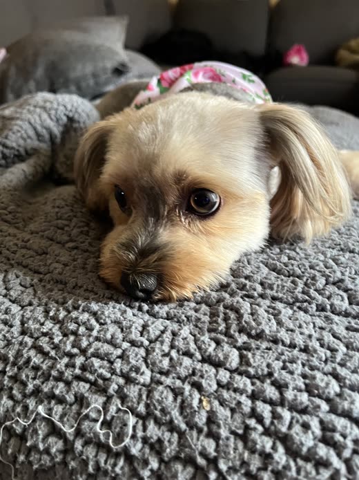 A small groomed Yorkie-type dog resting with a floral bow in its hair