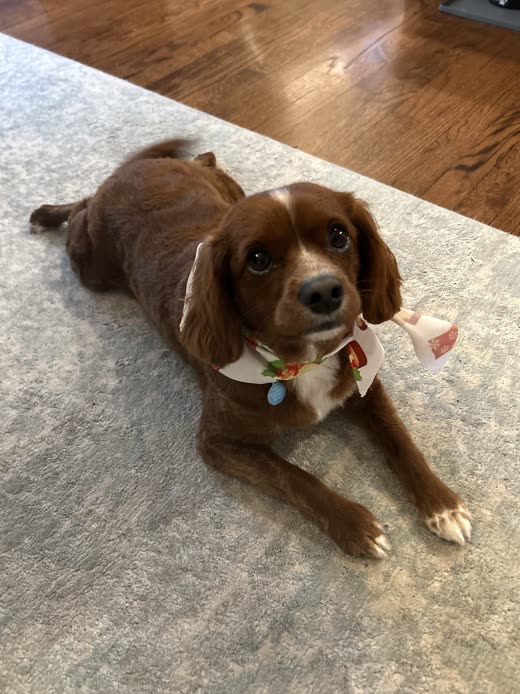 A groomed Cavalier King Charles spaniel wearing a bandana after a bath