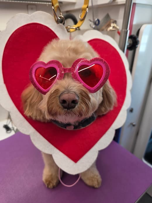 A cream doodle on the grooming table wearing heart-shaped sunglasses